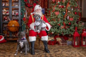 Paws and Claus: Making Magical Memories with Your Pets